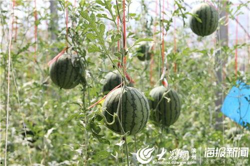 广河网红吃瓜事件视频,一场网络热议的幕后真相揭秘