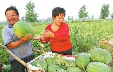 大名县吃瓜新闻事件,一场引发全民热议的“瓜田风波”