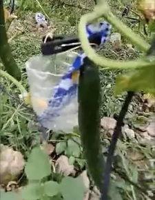 郯城网红吃瓜事件视频最新