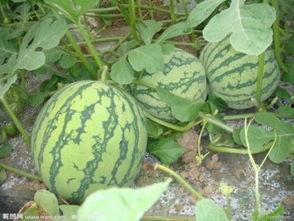 近期大荔吃瓜事件,一场引发全民热议的网络狂欢