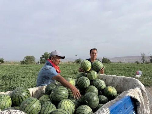 山东潍坊奎文区吃瓜事件,一场引发热议的社区冲突