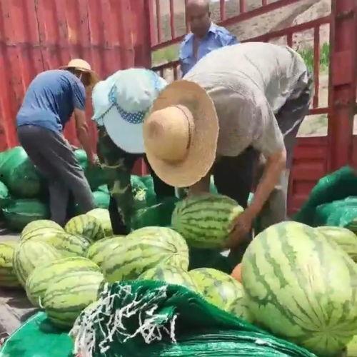 山东潍坊奎文区吃瓜事件,一场引发热议的社区冲突