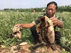 怒江小伙吃瓜事件真相,真相揭秘，网络舆论的反思与启示