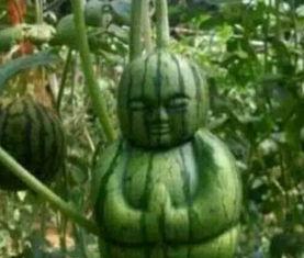 峄城吃瓜事件真相最新消息,揭秘背后真相与最新进展