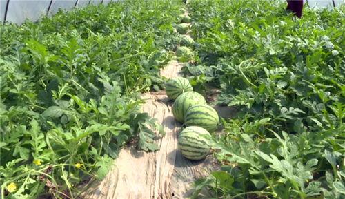 峄城吃瓜事件真相最新消息,揭秘背后真相与最新进展