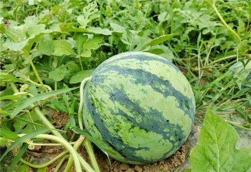 温州龙湾区吃瓜事件,一场引发热议的社区冲突纪实