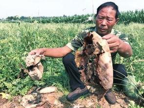 乌海男子吃瓜事件真相