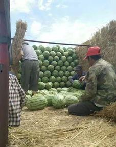 最新吃瓜事件苏州,揭秘网络热议背后的真相