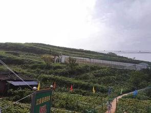 成县最新吃瓜事件,揭秘网络热议背后的真相