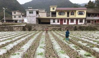 成县最新吃瓜事件,揭秘网络热议背后的真相