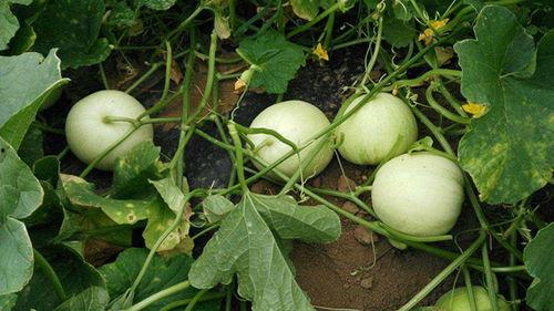 寿城西城吃瓜事件真相是真的吗,真相揭秘，还原事件始末