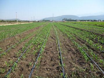 草坝镇吃瓜事件最新进展,最新进展揭示惊人内幕