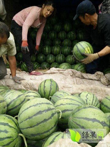 近期南宁吃瓜事件真相,揭秘背后真相与网络舆论的反思