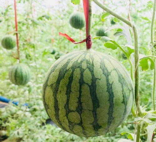 酒吧最新吃瓜事件真相是真的吗