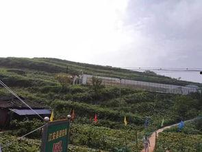 南渠河村吃瓜事件,一场引发热议的乡村奇闻