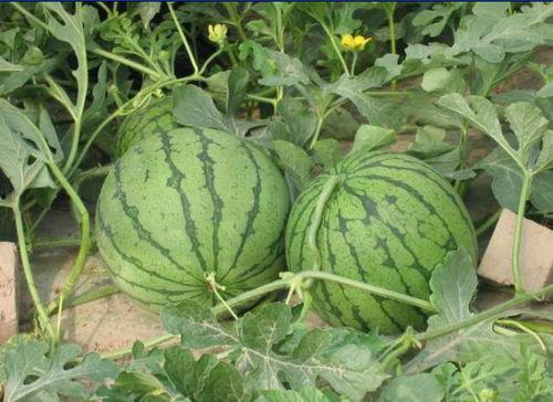 定州最新吃瓜事件,揭秘网络热议背后的真相