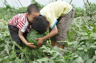 商丘吃瓜中毒事件曝光,揭秘夏日街头食品安全隐患